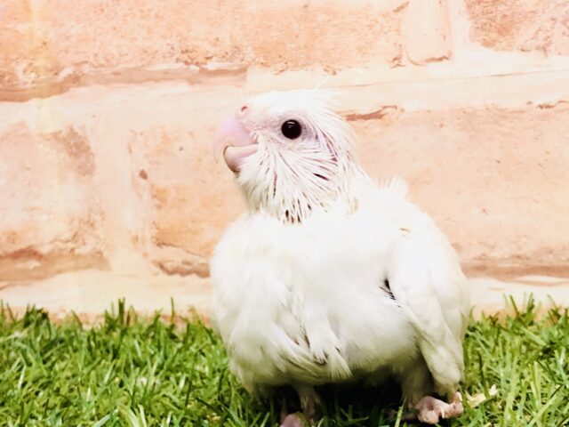 ずっしりヘビー級サイズ！！　オカメインコ