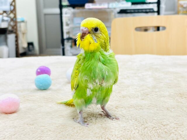 セキセイインコ