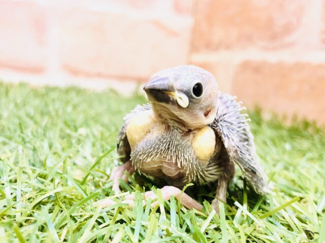 大きくなると美しいカラーに進化？？　シルバー文鳥