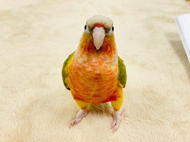 ホオミドリウロコインコ