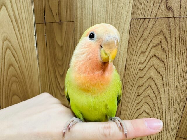 コザクラインコ（小桜インコ）