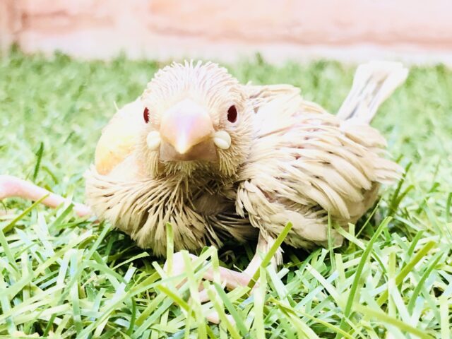 秋にピッタリ！栗色さんのご紹介　シナモン文鳥