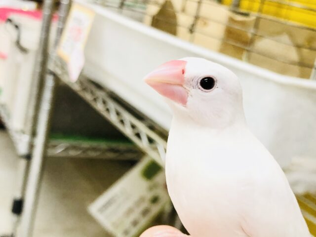 白文鳥