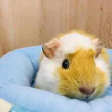 アビシニアンモルモットちゃんやってきましたよ〜♪