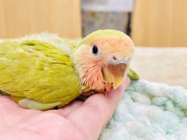 コザクラインコ（小桜インコ）