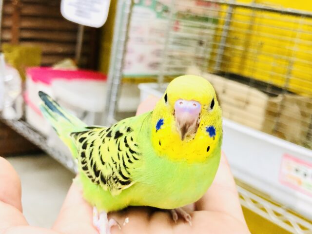 【最新画像更新☆☆】新緑の癒しカラー🍃　セキセイインコ