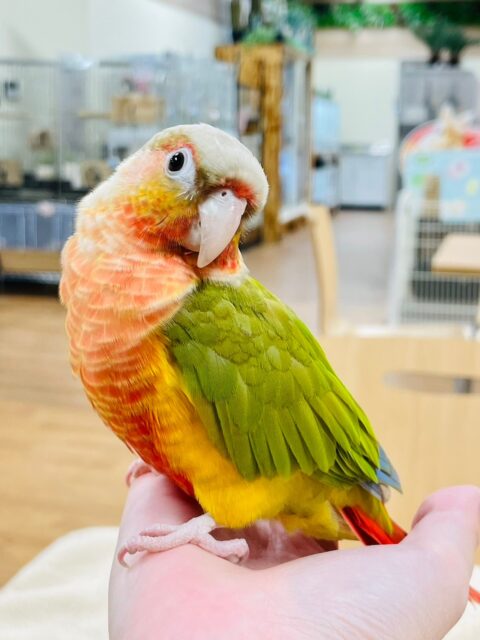 【最新画像更新🪄】真っ赤に燃える🔥甘えんぼ♡ウロコインコ(レッドパイナップル) ヒナ