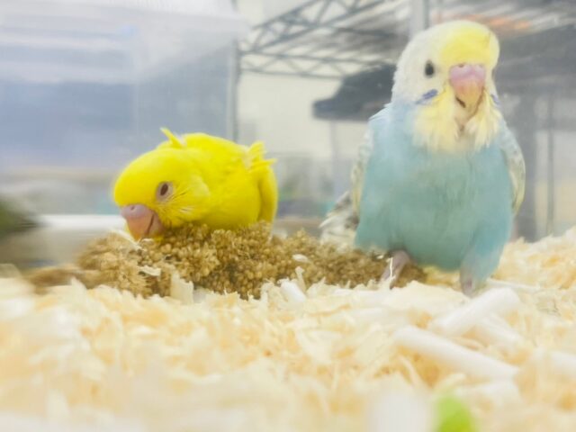 セキセイインコ