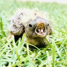 久しぶりにやってきましたよ～小っちゃい体に大きなお口の子　キンカチョウ