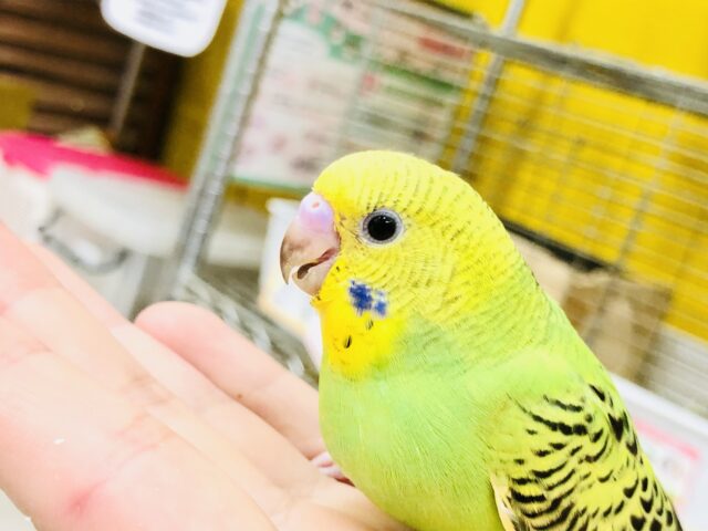 セキセイインコ