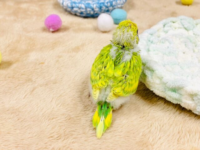 セキセイインコ