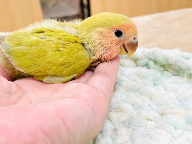 コザクラインコ（小桜インコ）