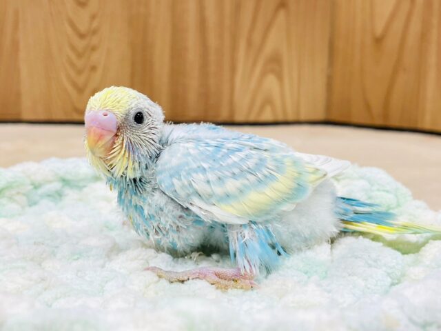 セキセイインコ