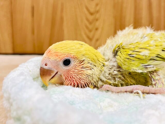 コザクラインコ（小桜インコ）