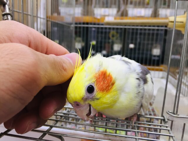 オカメインコ