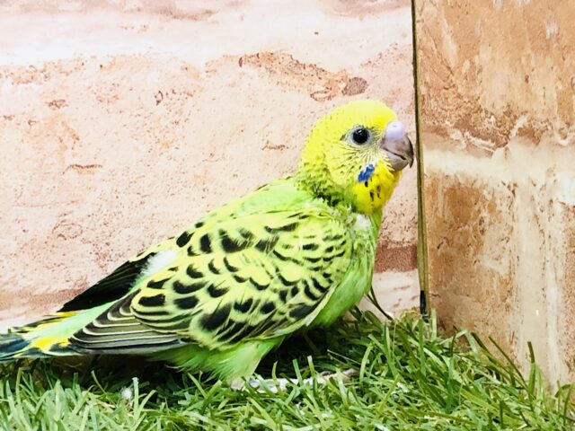 新緑の癒しカラー🍃　セキセイインコ