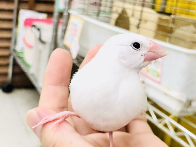 白文鳥