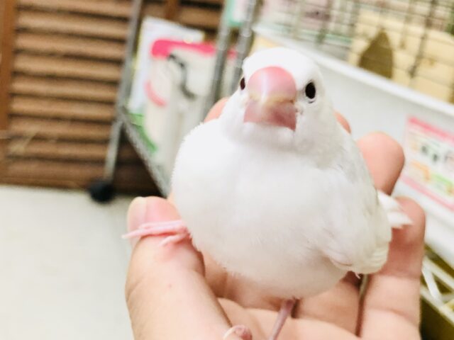 白文鳥