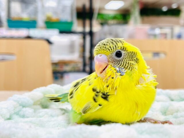 セキセイインコ