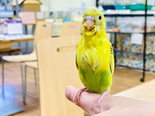 セキセイインコ