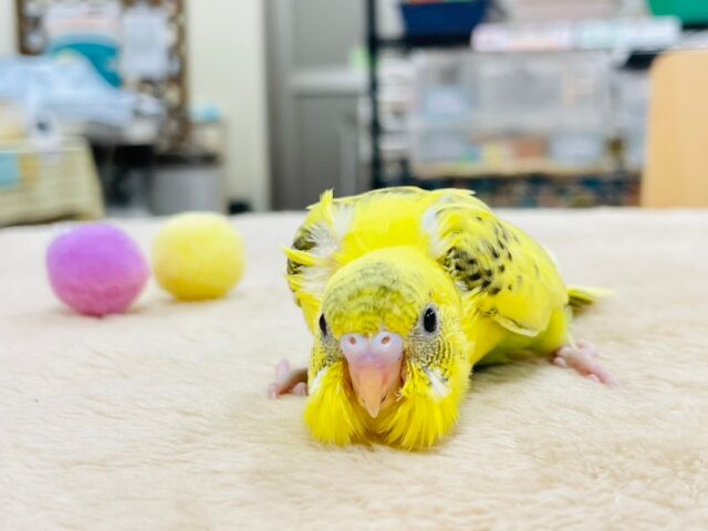 セキセイインコ