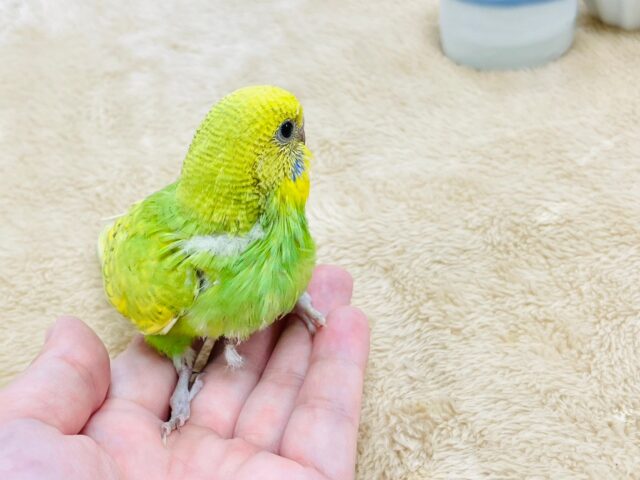 セキセイインコ