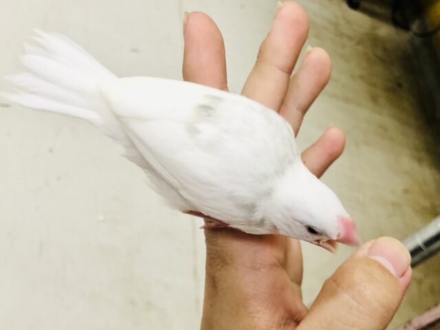 白文鳥