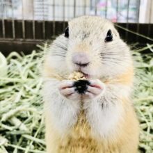 【最新画像更新☆☆】モチモチお姫様♪　リチャードソンジリス