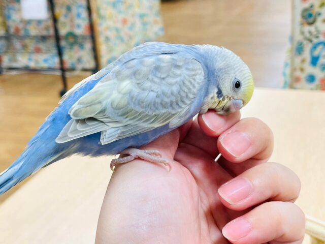 セキセイインコ