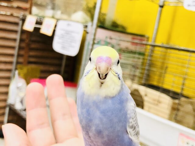 セキセイインコ