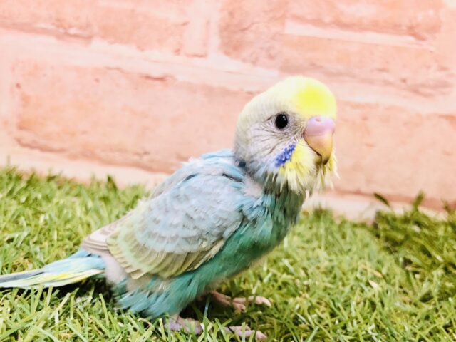 人気のカラフルカラー！！　セキセイインコ