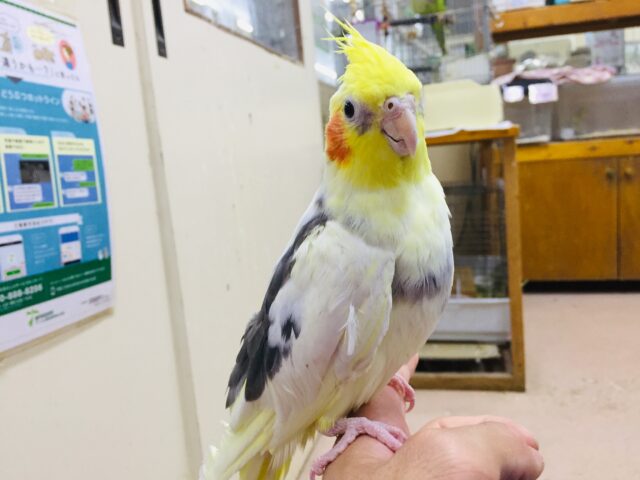 オカメインコ