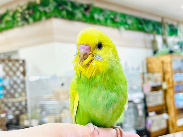 セキセイインコ