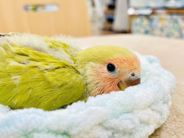 コザクラインコ（小桜インコ）