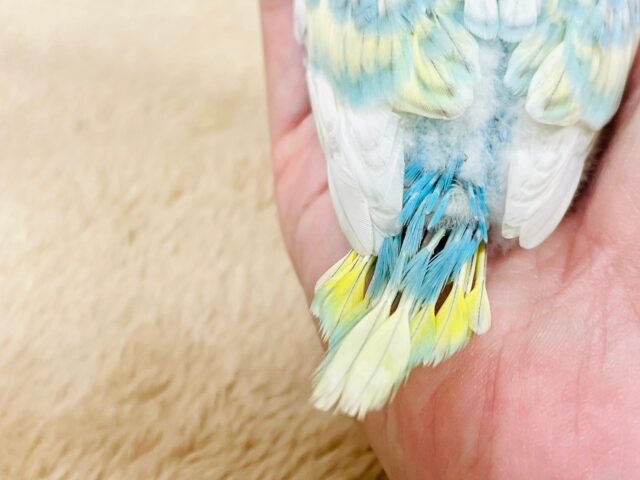 セキセイインコ