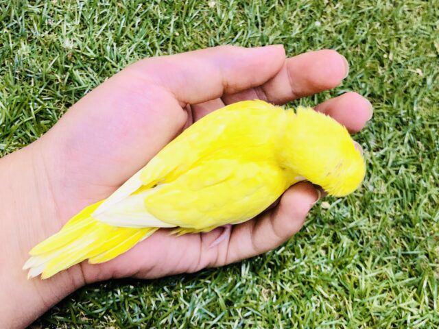 セキセイインコ