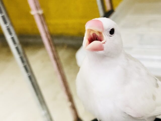 白文鳥