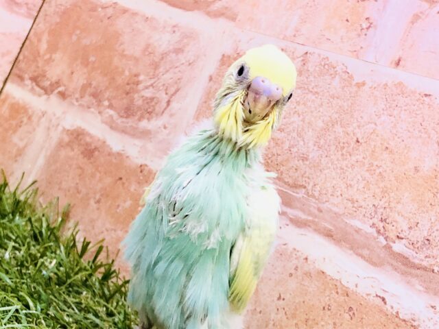 その美しさ世界遺産級！！　セキセイインコ