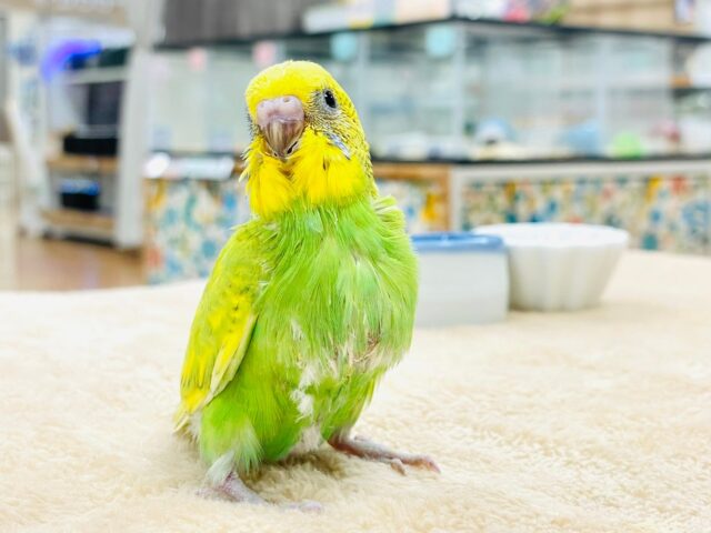 セキセイインコ