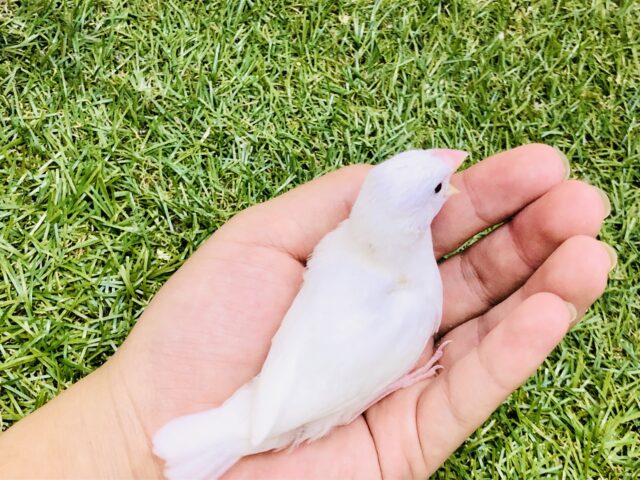 白文鳥