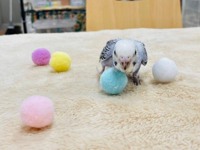 セキセイインコ