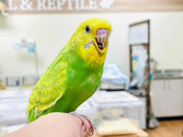 セキセイインコ