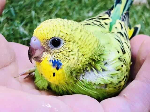 セキセイインコ