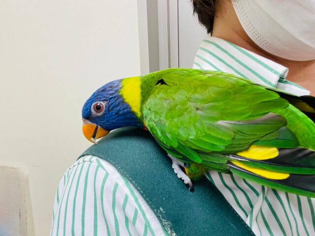 ゴシキセイガイインコ