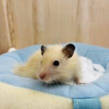 ハムスター販売情報|千葉・栃木・神奈川・埼玉のペットショップ ハムスター販売情報|千葉・栃木・神奈川・埼玉のペットショップ