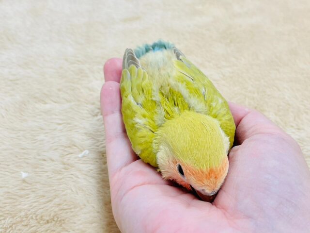 コザクラインコ（小桜インコ）