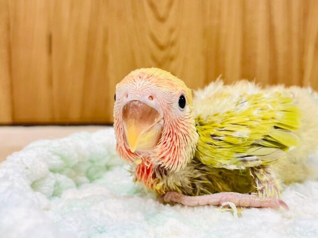 コザクラインコ（小桜インコ）