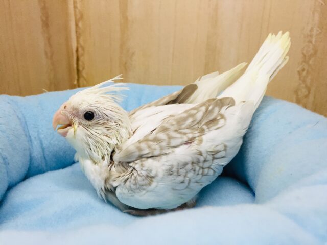 オカメインコ