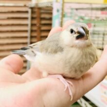 【最新画像更新☆☆】このカラーこそ文鳥です！！　桜文鳥