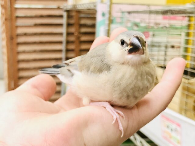 【最新画像更新☆☆】このカラーこそ文鳥です！！　桜文鳥